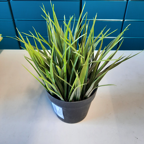 Fause plante herbe