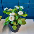 Fausses plantes blanches