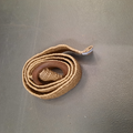 CEINTURE