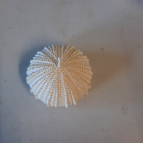 Bougie blanche anémone de mer
