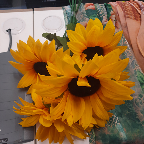 7 grands tournesols