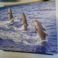 Tableau dauphin