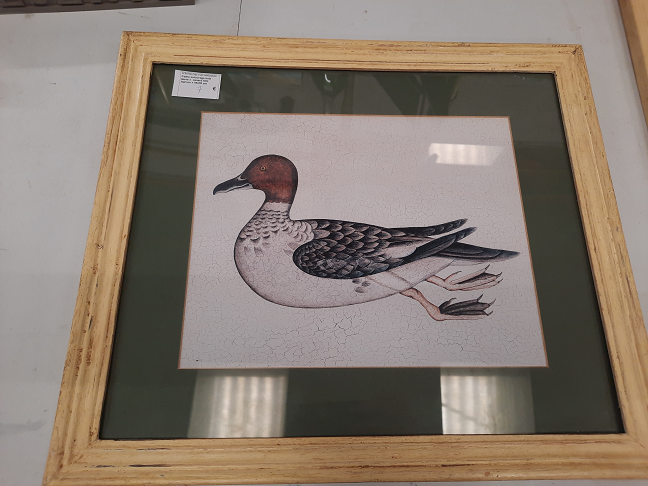 Cadre entourage bois jaune «  canard tête marron » 45x39 cm