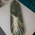 Skate board sport