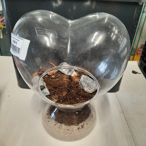 coeur verre terrarium vase