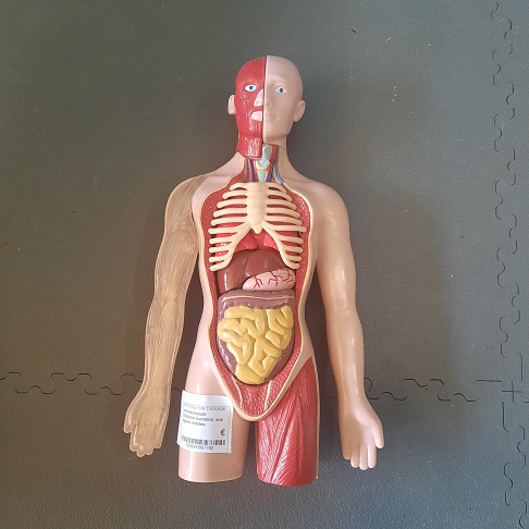 mini-mannequin d'anatomie humaine, aux organes mobiles jeu